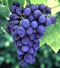 Grape Seed Extract/Proanthocyanidins
